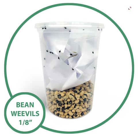 Bean Weevils