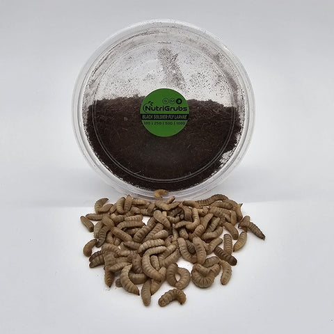 Large NutriGrubs