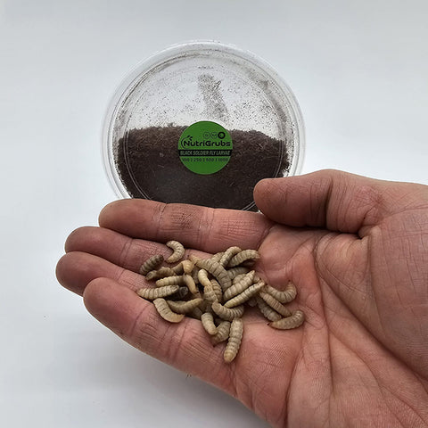 Large NutriGrubs