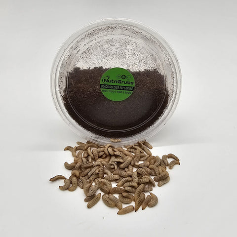 Medium NutriGrubs