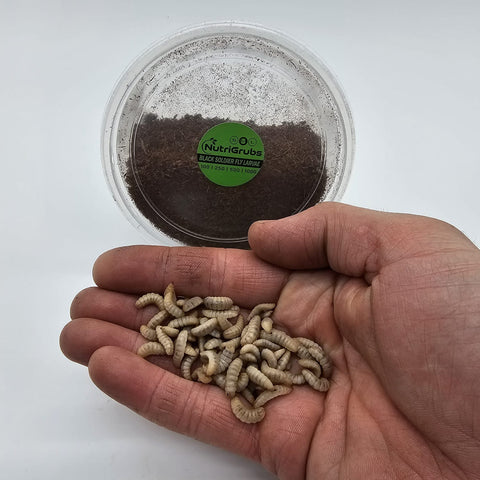 Medium NutriGrubs