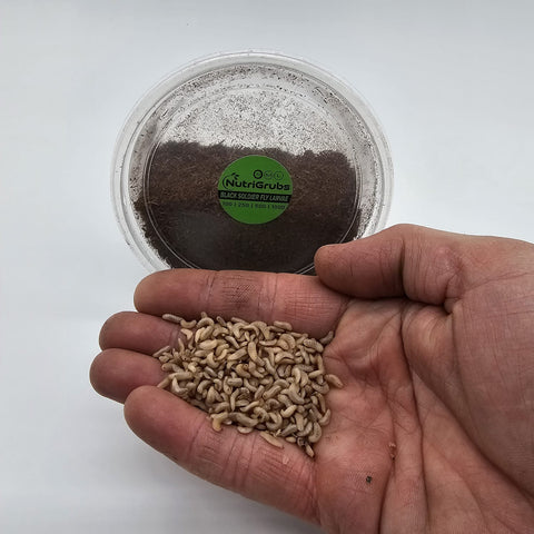 Small NutriGrubs