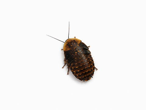 NutriGrubs discoid roaches