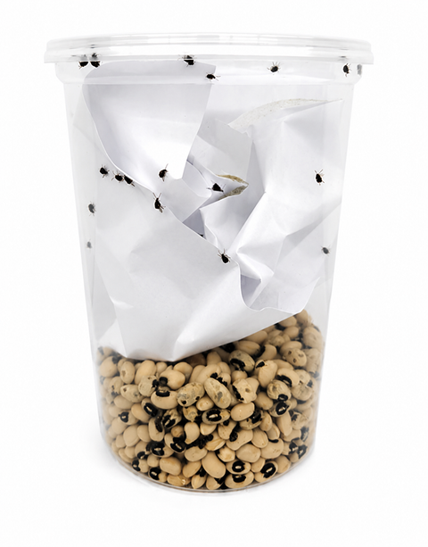 NutriGrubs bean weevils