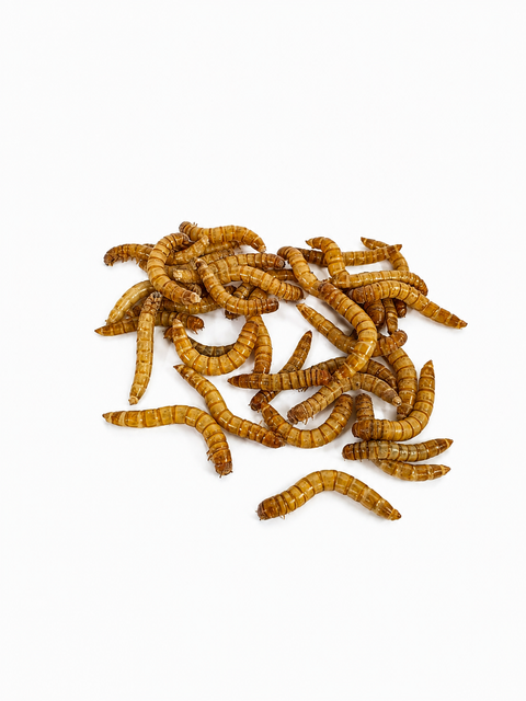NutriGrubs mealworms