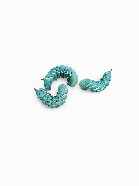 NutriGrubs hornworms