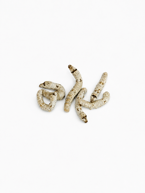 NutriGrubs silkworms