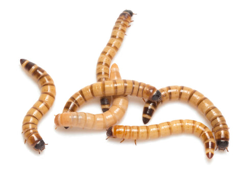 NutriGrubs superworms