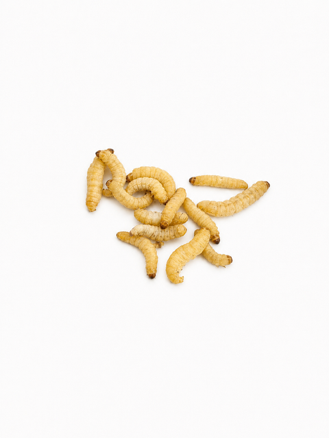 NutriGrubs wax worms