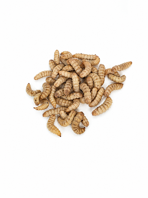 NutriGrubs black soldier fly larvae