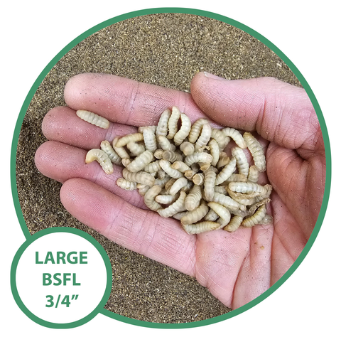 Live NutriGrubs