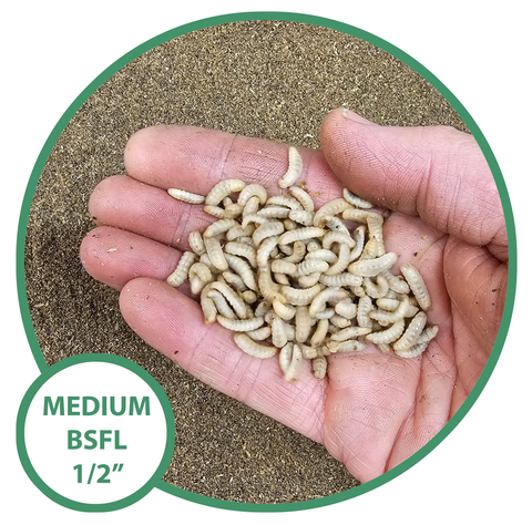 Medium NutriGrubs