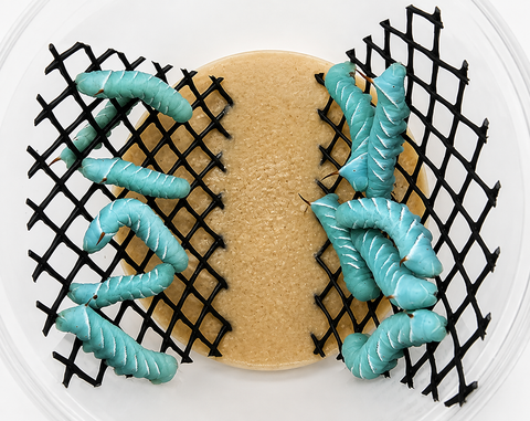 Hornworm Pod