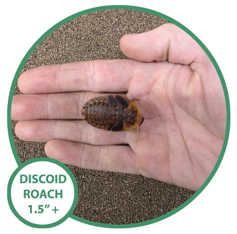 Discoid Roaches - Adult