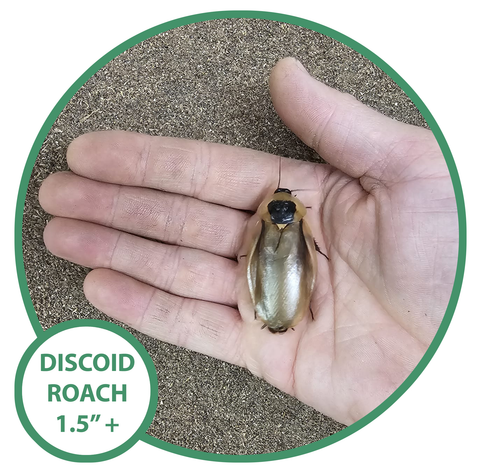 Discoid Roaches - Adult