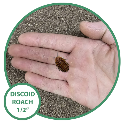 Discoid Roaches - Juvenile