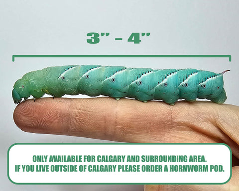 Hornworms