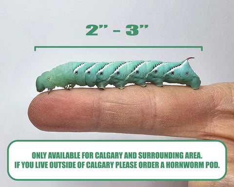 Medium Hornworm