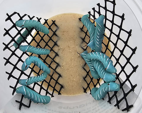 Hornworm Pod