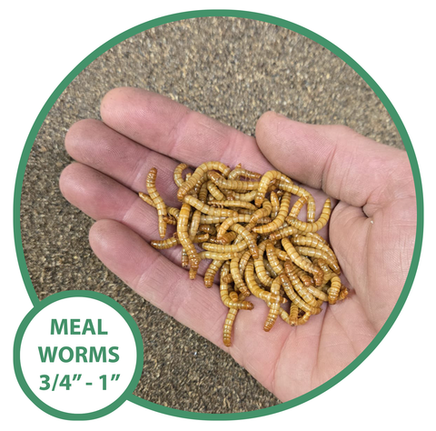 Mealworms