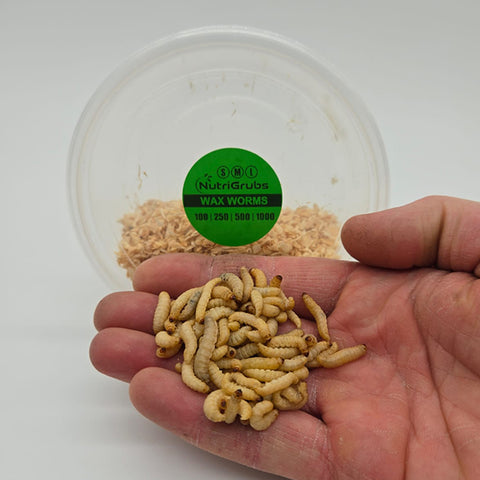 Wax Worms