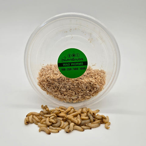 Wax Worms